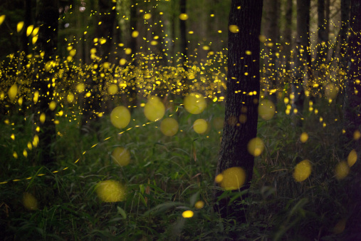 Fireflies in a forest