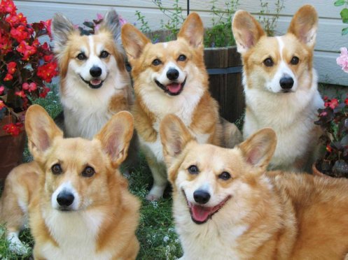 corgi-family-portrait-best-1.jpg